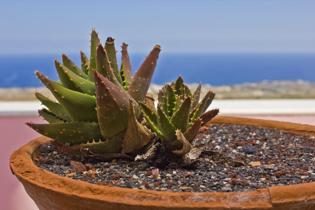 Nectarios Villa - Studios & Suites Adults Only Fira  Pokoj fotografie